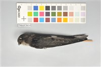 藏品(小雨燕)的圖片